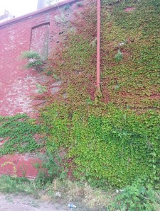 Ivy-covered brick wall by lot